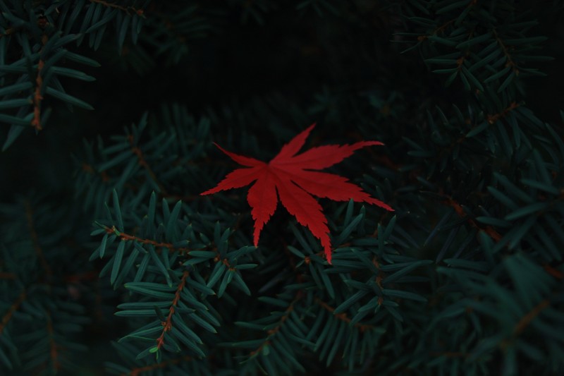 leaves, plants, red