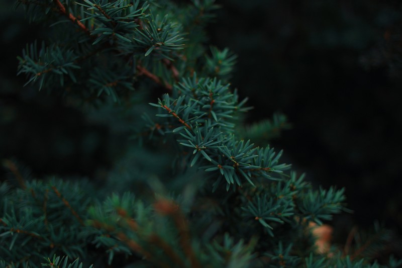 forest, trees, pine trees, nature