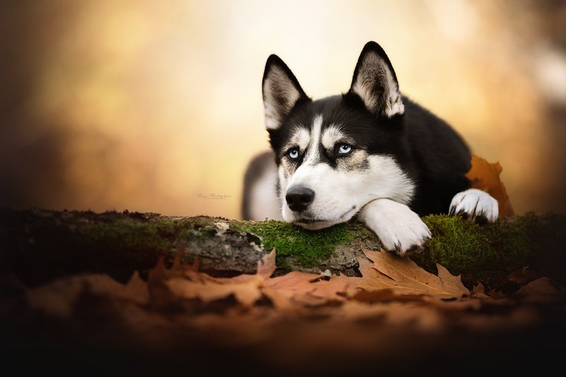 Siberian Husky, dog, nature, fall, leaves, blue eyes, paws