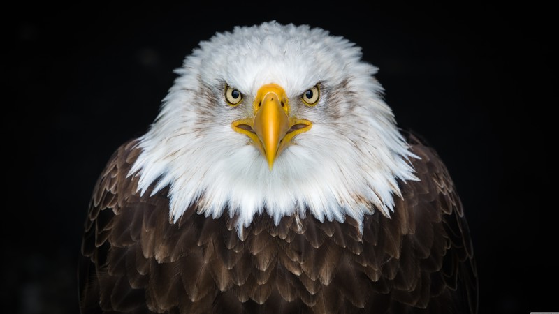eagle, feathers, beak