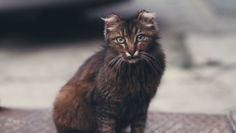 cat, fluffy, sight, cute, 4k