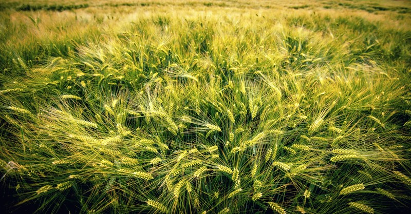 barley, farming, nature, plants, field, grass