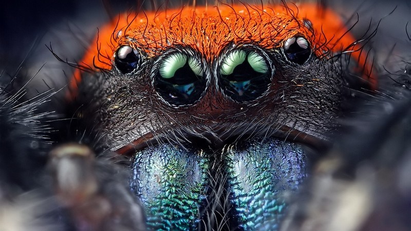 spider, animals, eyes, macro