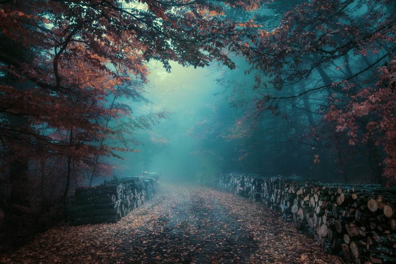 fall, trees, outdoors, road, log, mist