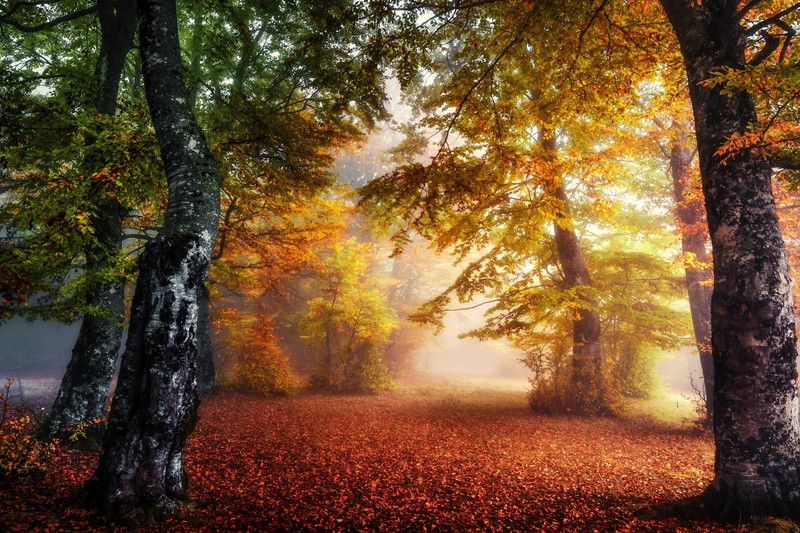 fall, outdoors, trees, colorful