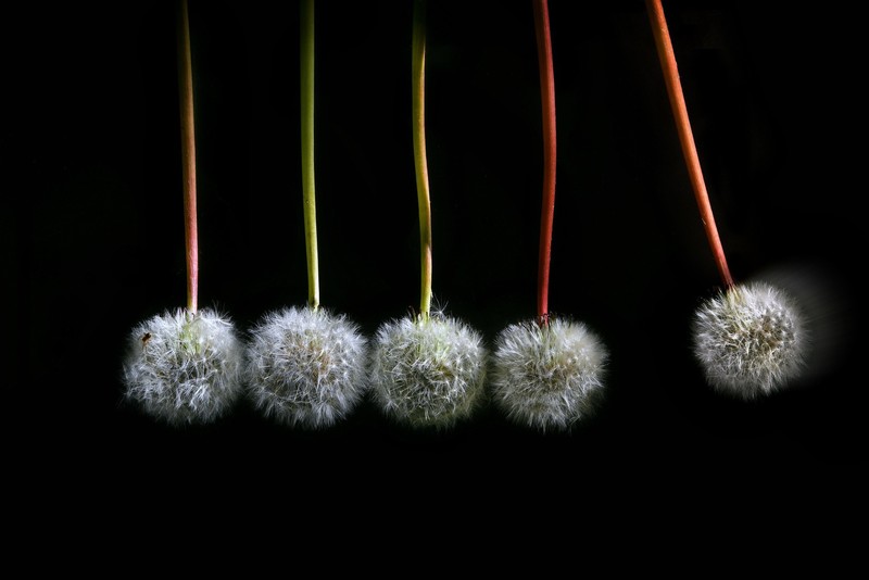 flowers, plants, simple background, dandelion
