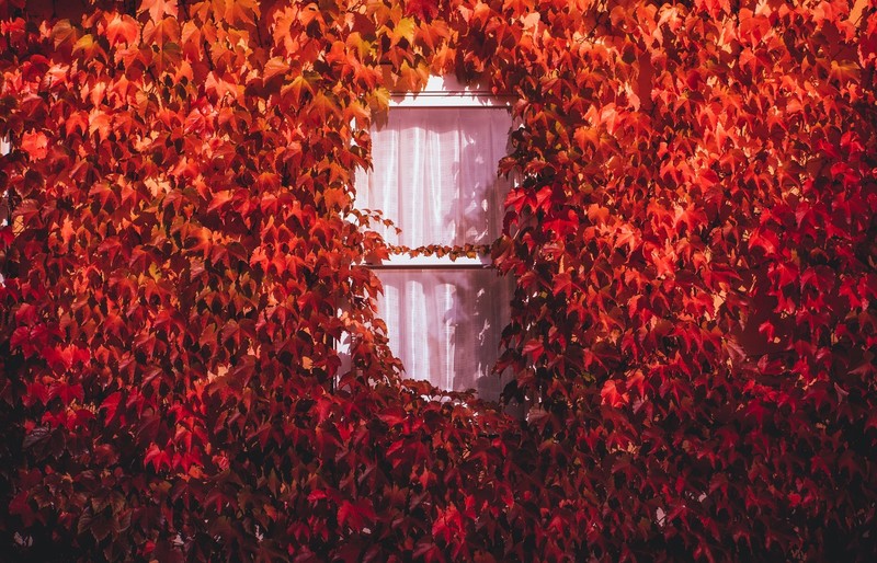fall, window, plants, leaves, red leaves
