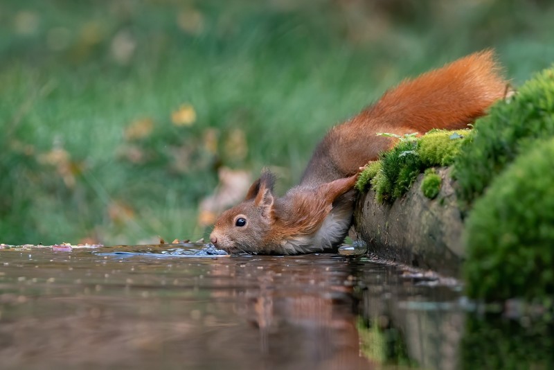 animals, mammals, water, squirrel