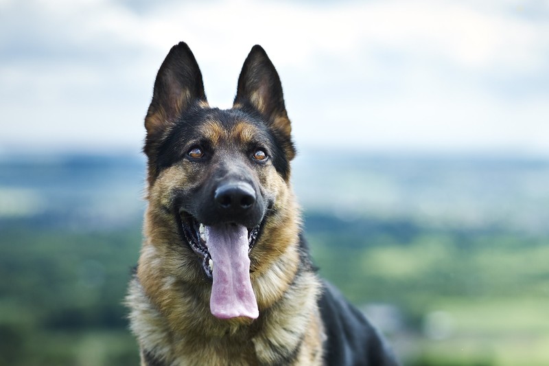 German Shepherd, dog, animals, tongue out, mammals
