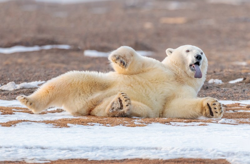 tongue out, relaxing, animals, polar bears, bears, mammals