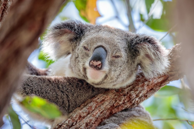 bears, animals, mammals, koalas