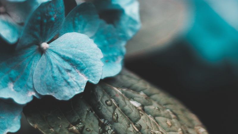 hydrangea, inflorescences, drops, moisture, leaves, 4k