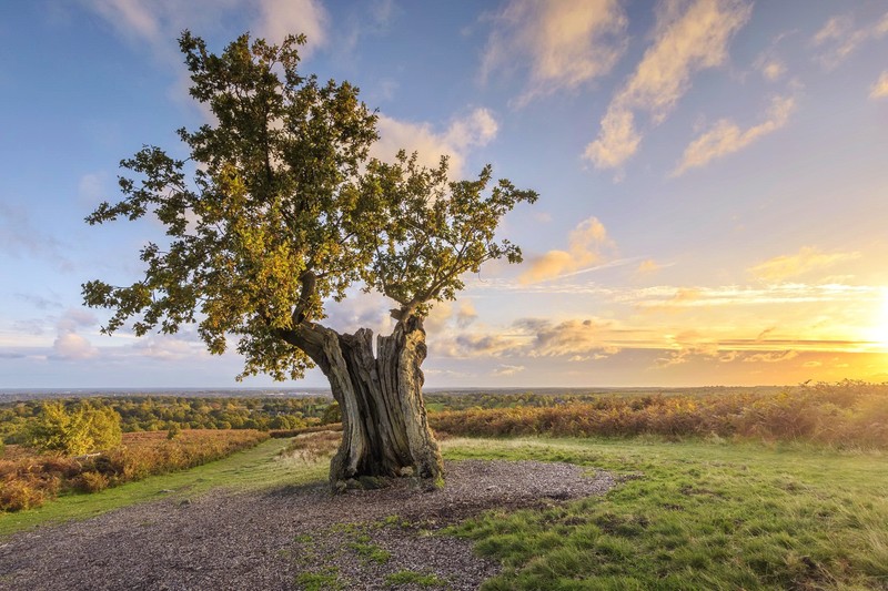 trees, sky, outdoors, landscape, sunlight