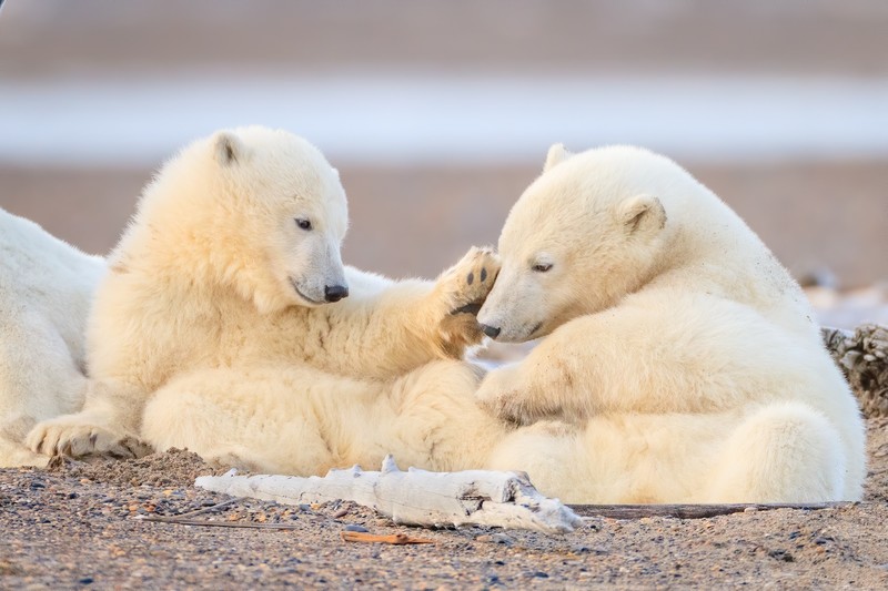 bears, baby animals, mammals, animals, polar bears