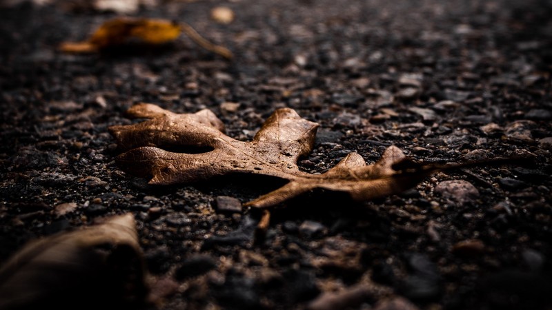 nature, plants, leaves, fallen leaves