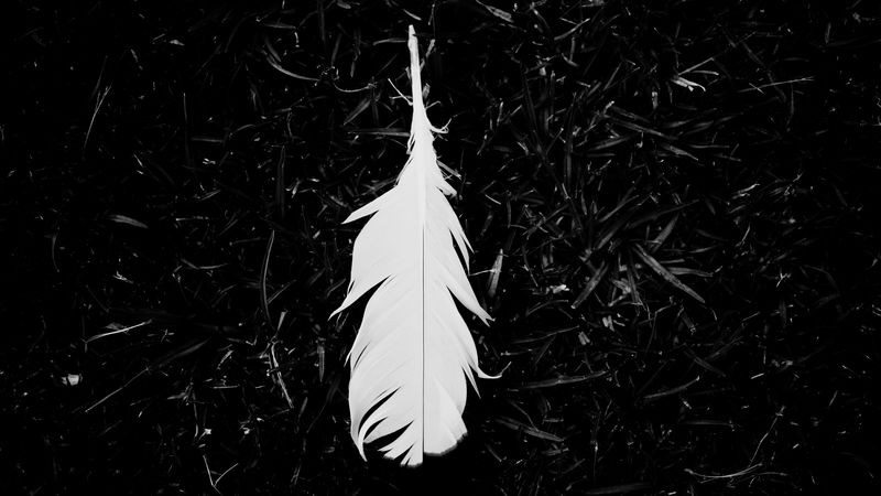 feather, bw, grass, white, lightness, 4k