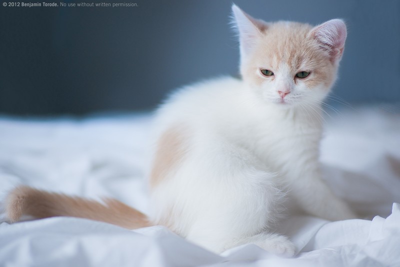 cats, blue, animals, depth of field