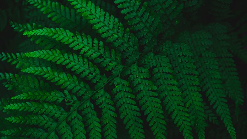fern, leaves, carved, green, vegetation, leaf, 4k