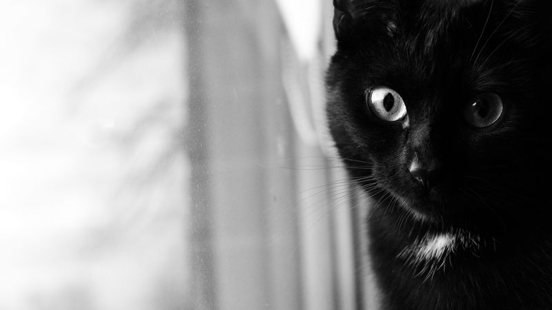 cat, bw, muzzle, black cat, eyes, 4k