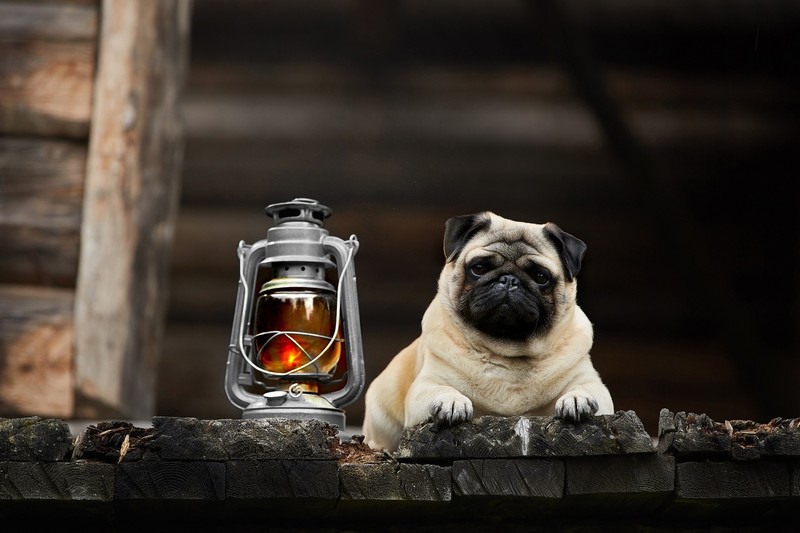 lantern, dog, animals, mammals