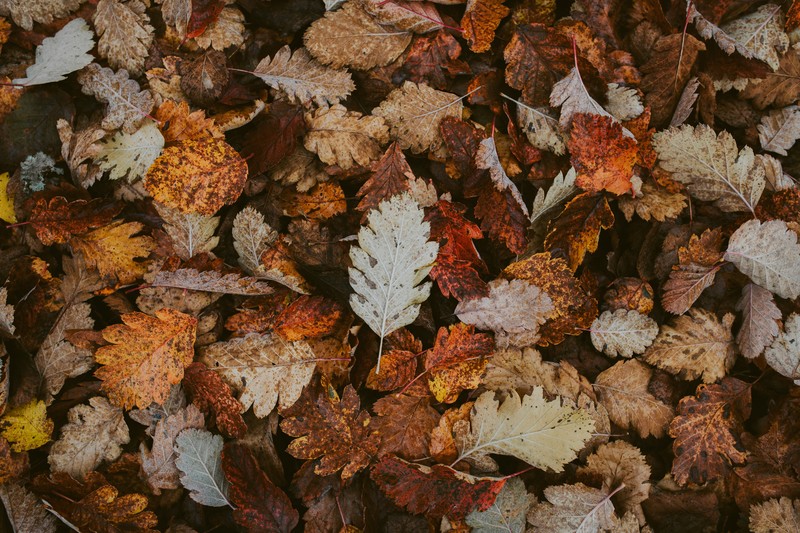 leaves, nature, plants