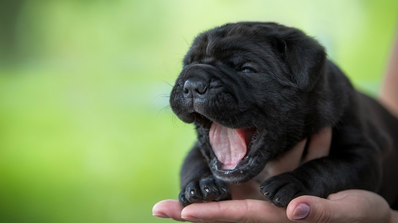 puppies, animals, dog, green, black