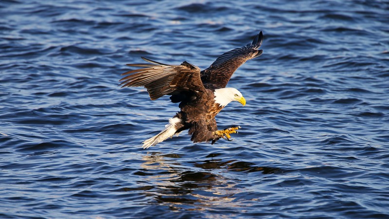 eagle, animals, water, sea, flying