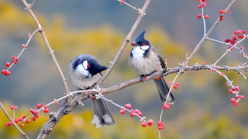 birds, animals, nature, branch