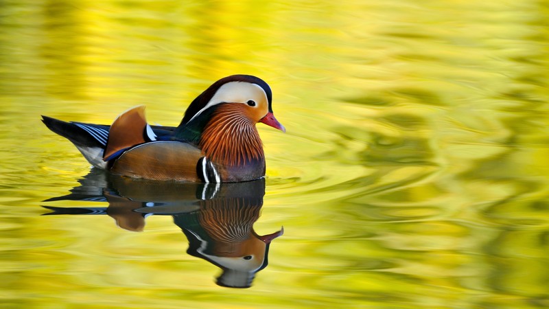 animals, water, nature
