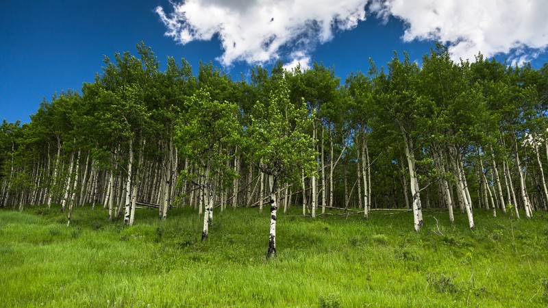 nature, grass, trees, sky blue, clouds, birch
