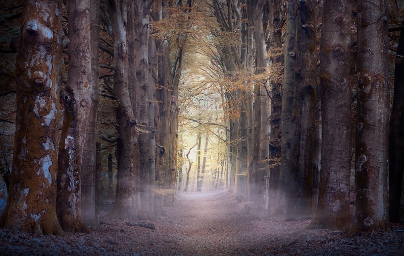 forest, trees, nature, mist, fall