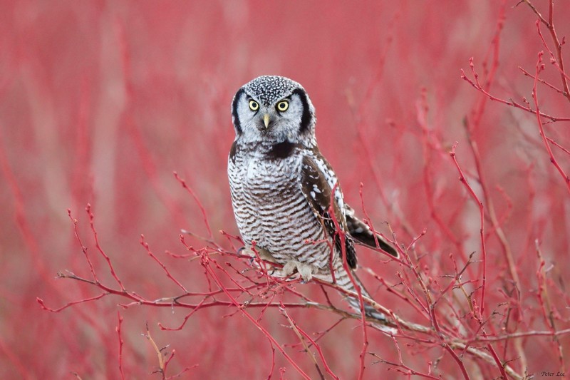 nature, birds, animals, owl, Hawk Owl