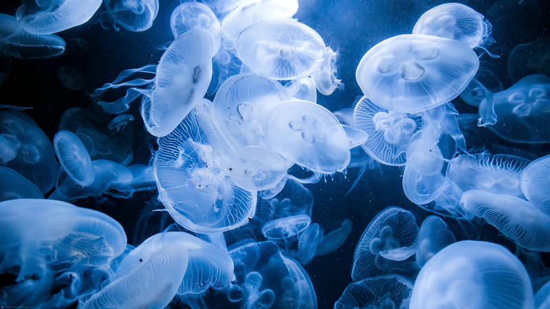jellyfish, nature, animals