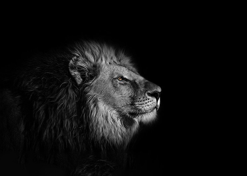 black background, lion, selective coloring, animals, mammals, big cats