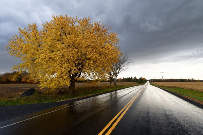 road, asphalt, fall, trees, wet street, field