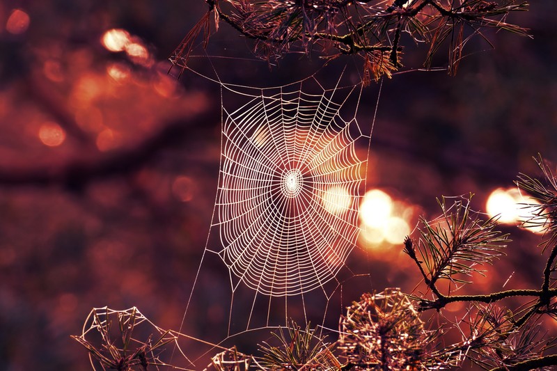 nature, spiderwebs, spider webs, red, pine trees, orange