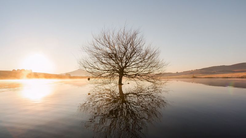tree, horizon, water, sunset, branches, 4k