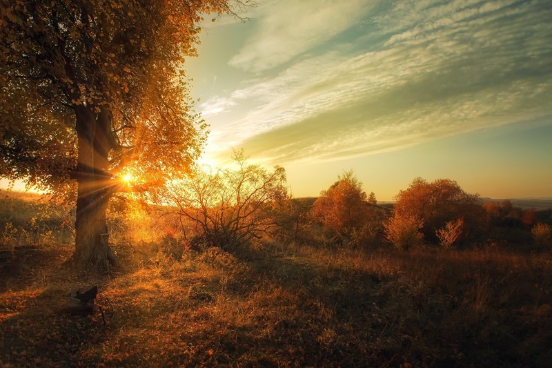 sunlight, fall, nature, sky, outdoors, trees