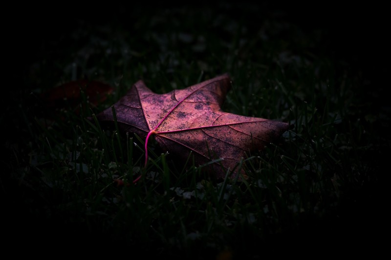 dark, plants, leaves, fallen leaves
