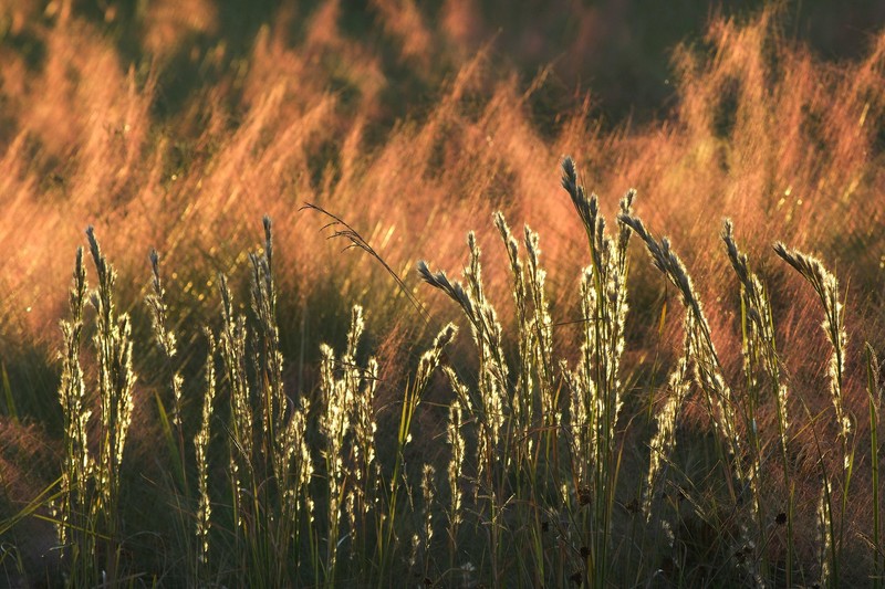 nature, grass, plants, outdoors, fall