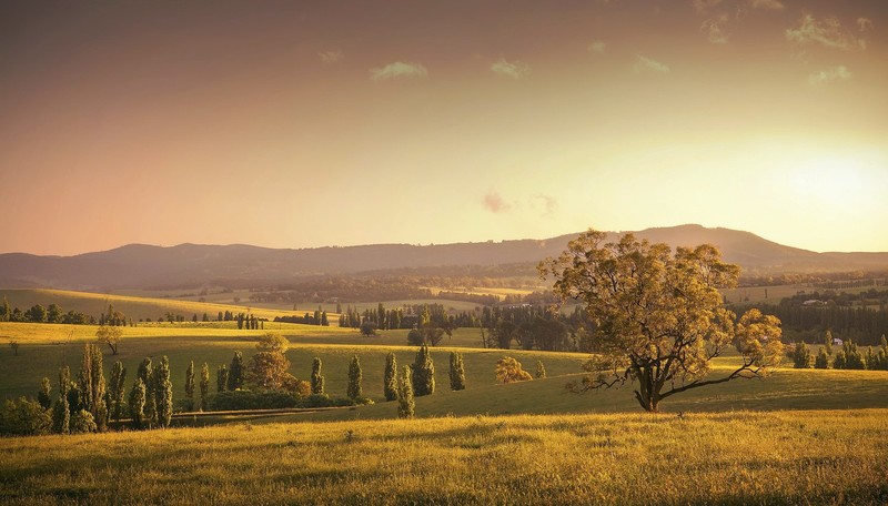 field, nature, landscape, trees, sky, fall
