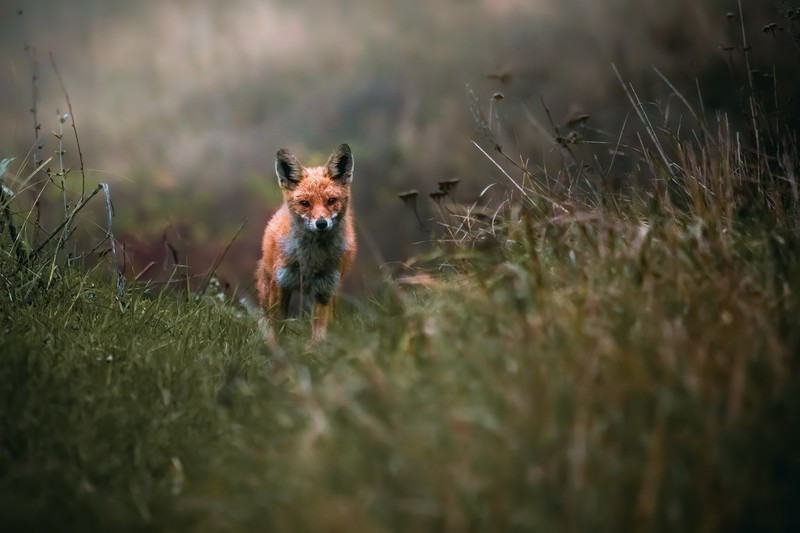 plants, nature, fox, animals, mammals