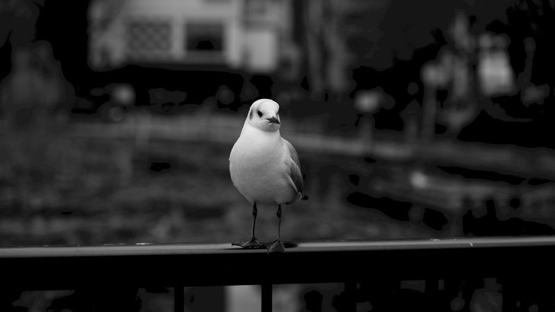 seagull, bird, bw, blur, 4k