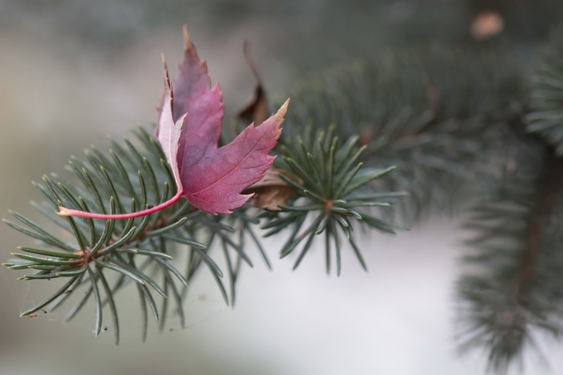 plants, leaves, fall, outdoors
