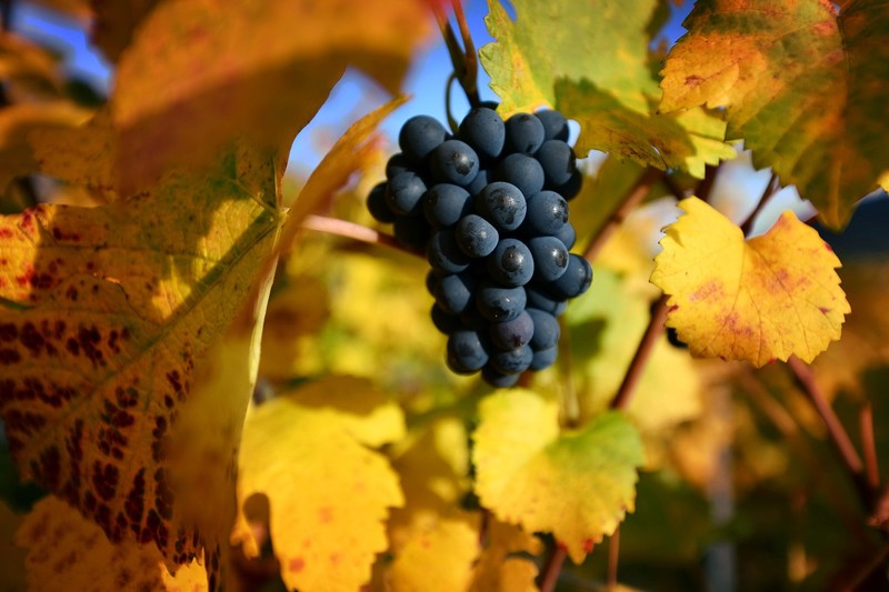 colorful, grapes, food, plants, leaves, fruit, fall