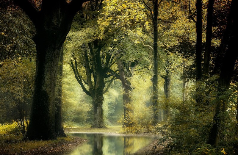 nature, forest, trees, plants, outdoors
