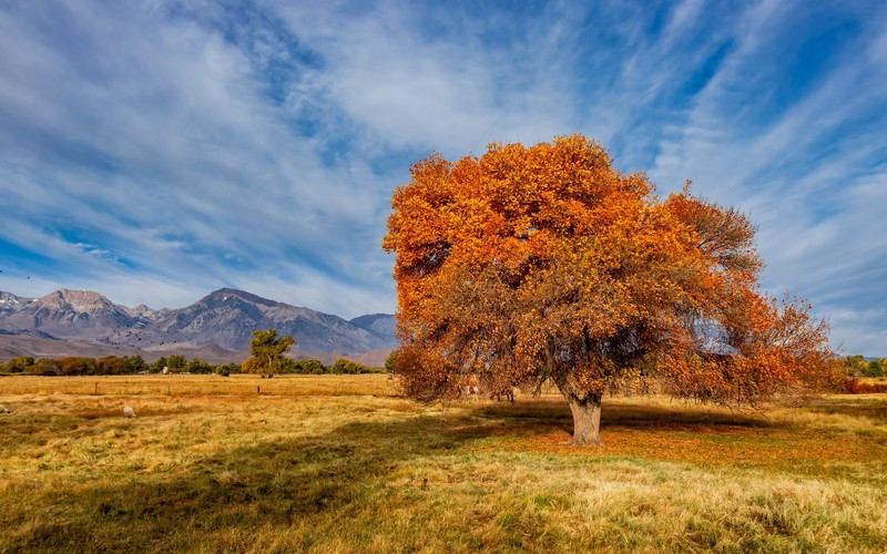 fall, USA, California, trees, plants, landscape