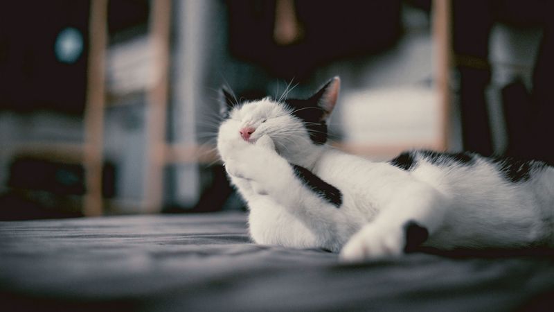 cat, paw, emotions, funny, lies, 4k