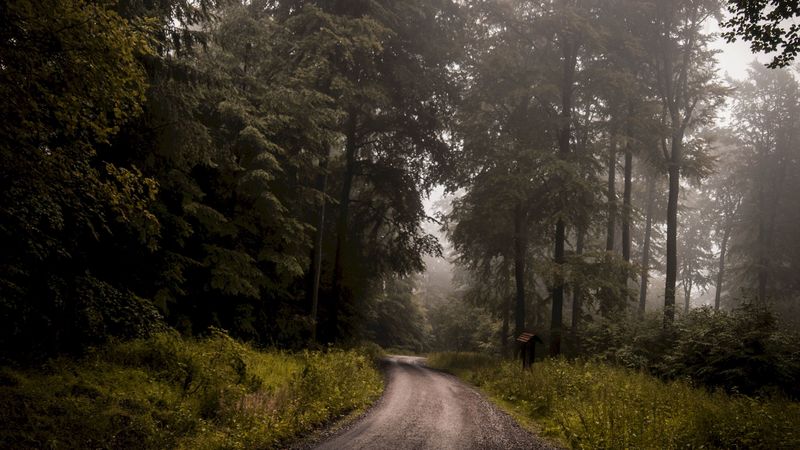 forest, road, fog, turn, trees, grass, 4k