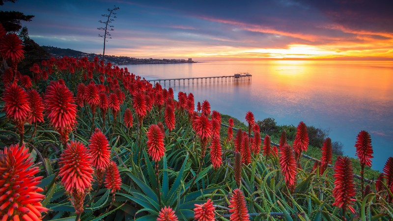 flowers, crops, plants, water, sunset, sky, clouds, nature, landscape, sea